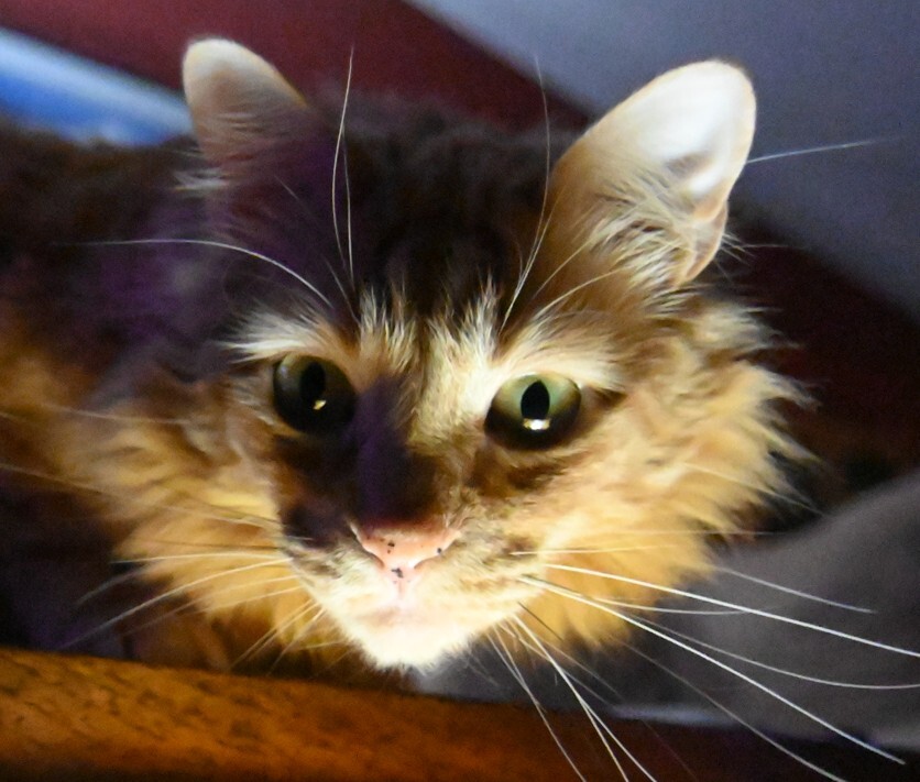 Orange Cat looking into camera.